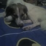 Pupi